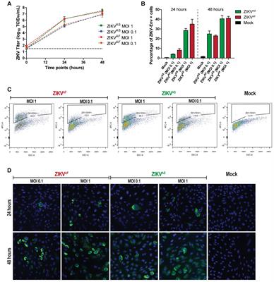 Zika Virus Infection Induces Elevation of Tissue Factor Production and Apoptosis on Human Umbilical Vein Endothelial Cells